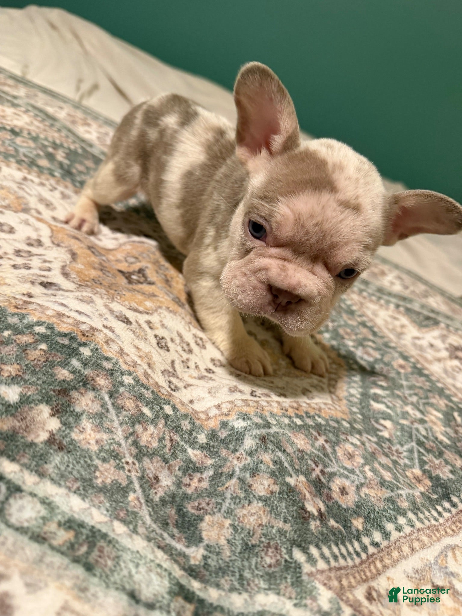 French Bulldog dogs French Bulldog 6 - Ad 1
