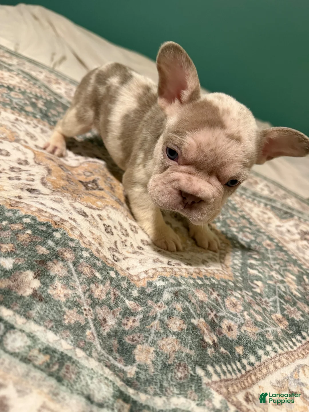 French Bulldog dogs for sale: French Bulldog 6 - Ad 1