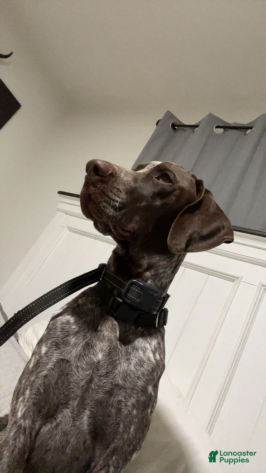 German Shorthaired Pointer dogs for stud: AKC German Shorthaired Pointer Stud Available  - Ad 1