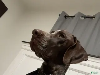 German Shorthaired Pointer dogs AKC German Shorthaired Pointer Stud Available - Ad 4