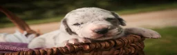 Great Dane dogs for sale: Beulah Great Dane  - Ad 9