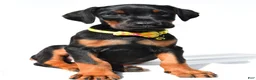 Doberman Pinscher dogs for sale: Bubba - Ad 7