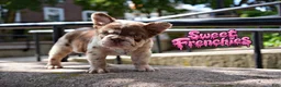 French Bulldog dogs for sale: CHERRYBLOOM - Ad 3