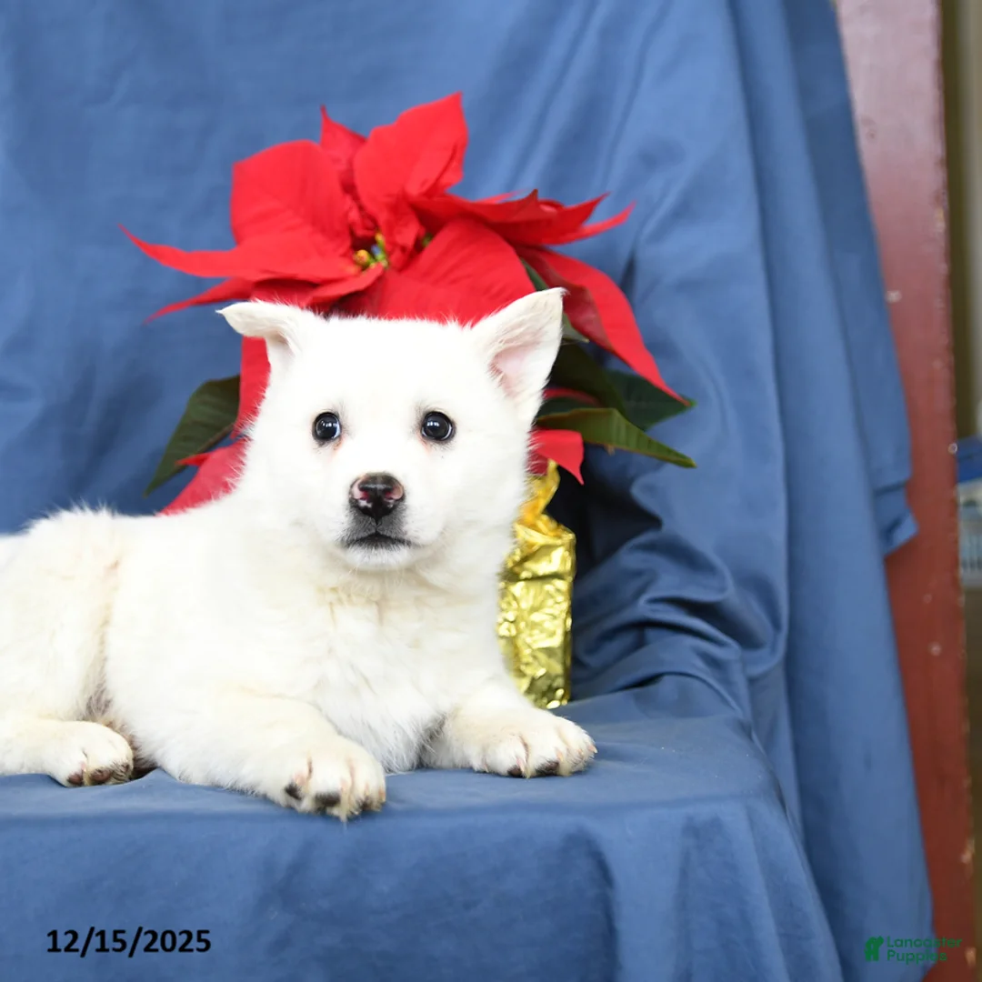 Mixed Breed dogs for sale: Cotton - Ad 3