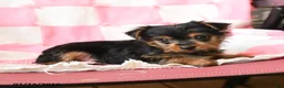 Yorkshire Terrier dogs for sale: Haven - Ad 3