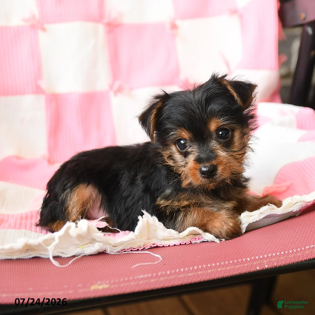 Yorkshire Terrier dogs for sale: Haven - Ad 3
