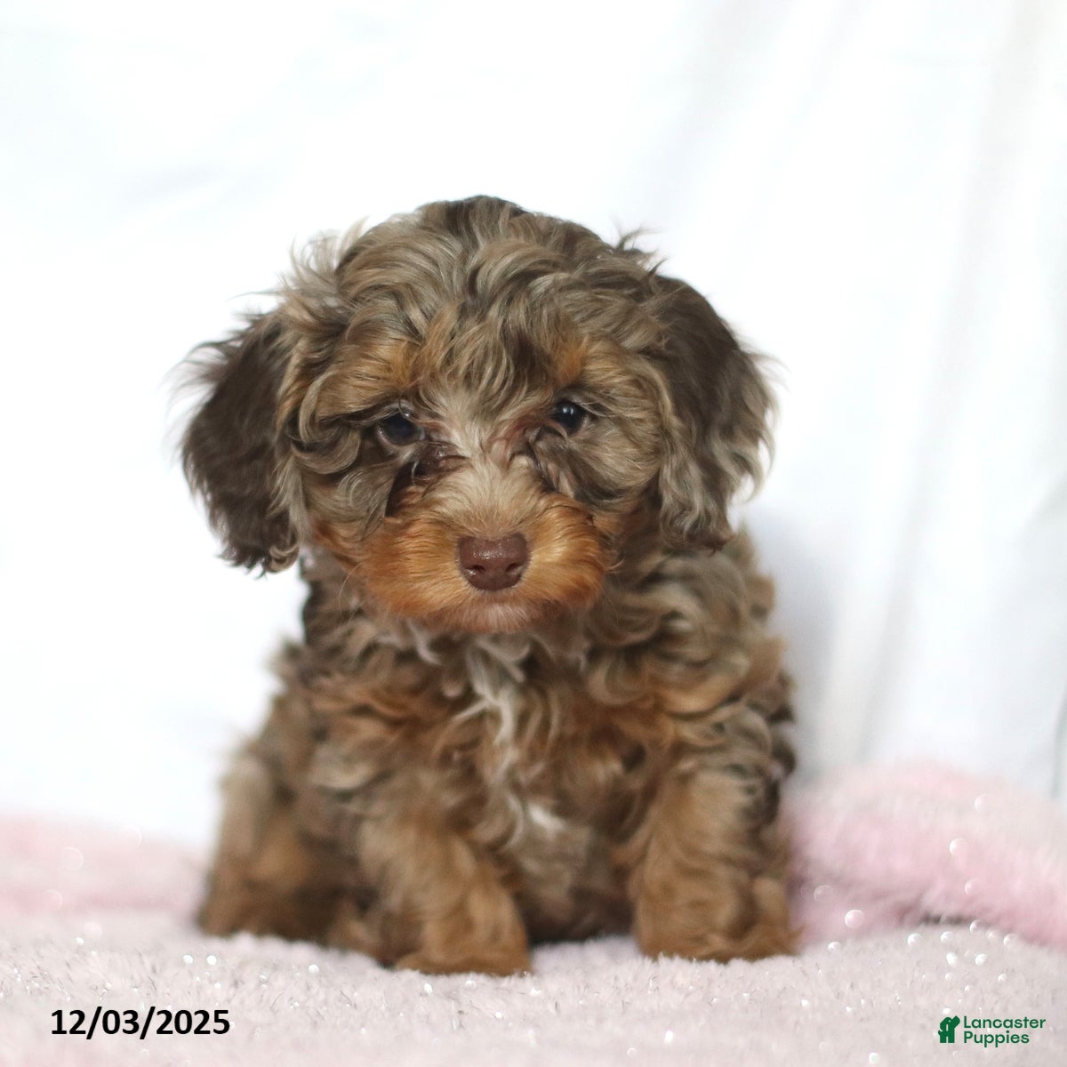 Doxiepoo dogs George - Ad 2