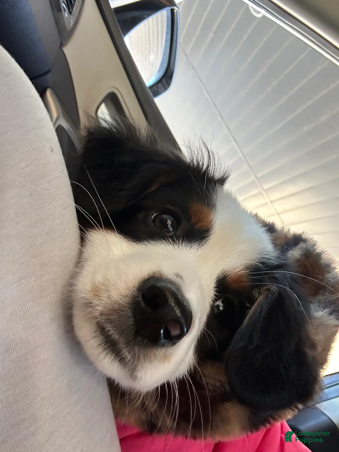 Mini Aussiedoodle dogs for sale: Mini Aussiedoodle Puppy 1 - Ad 1