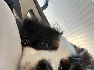 Mini Aussiedoodle dogs Mini Aussiedoodle Puppy 1 - Ad 6