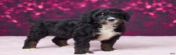 Bernedoodle dogs for sale: Gracie - Ad 2