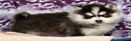 Pomsky dogs for sale: Tucker - Ad 8