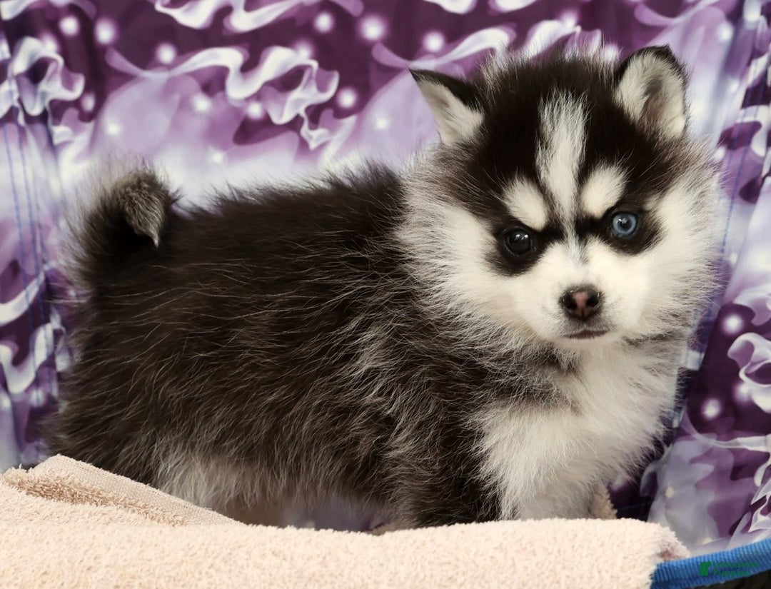 Pomsky dogs for sale: Tucker - Ad 8
