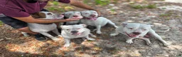 American Bulldog dogs for sale: American Bulldog 6 - Ad 15
