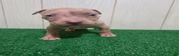 American Bully dogs for sale: American Bully XL Puppy 10 (Purple Collar) - Ad 3