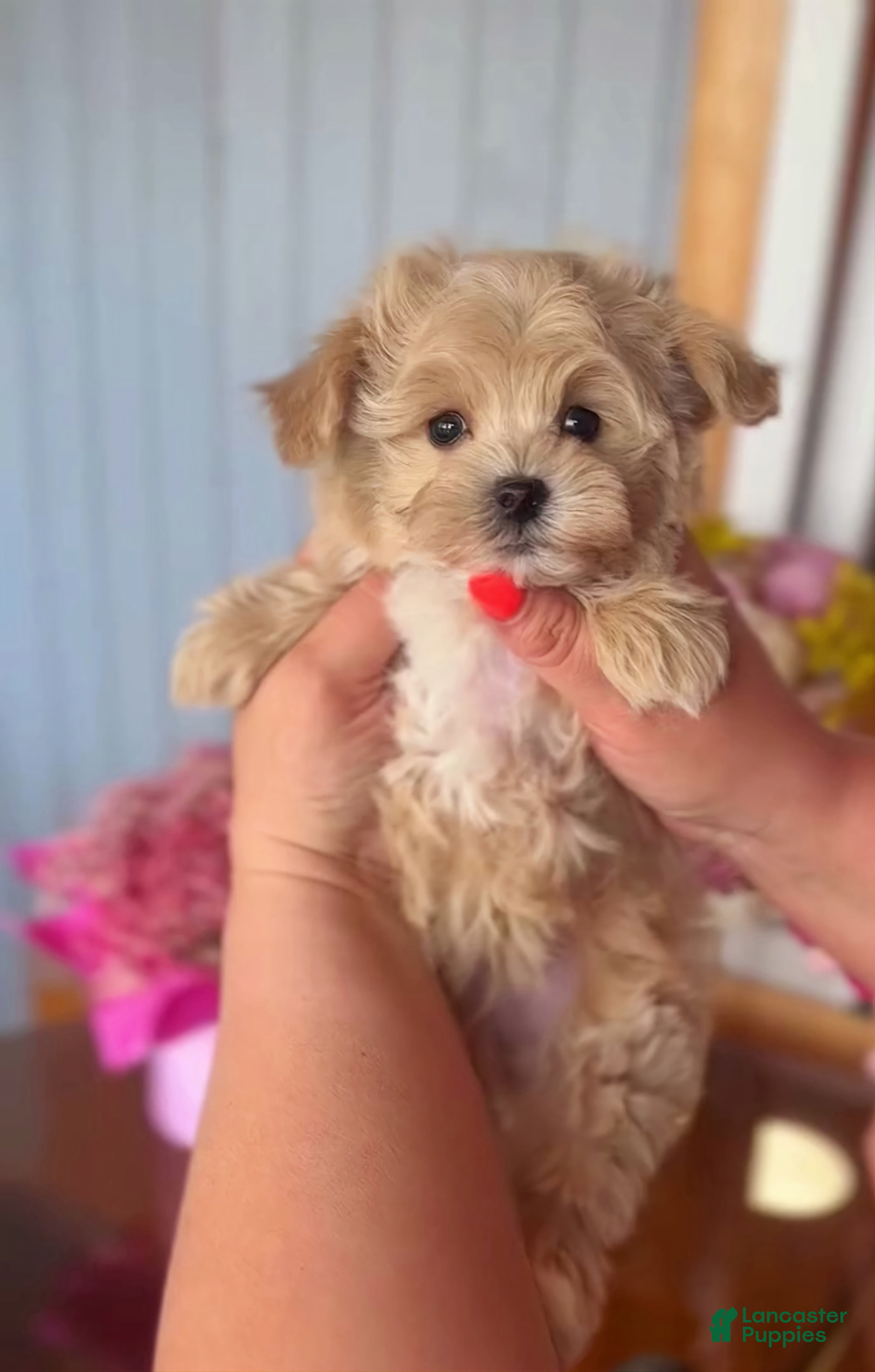 Maltipoo dogs Vinni - Ad 1