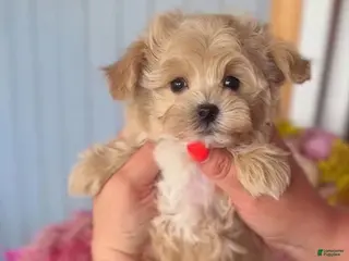 Maltipoo dogs Vinni - Ad 1