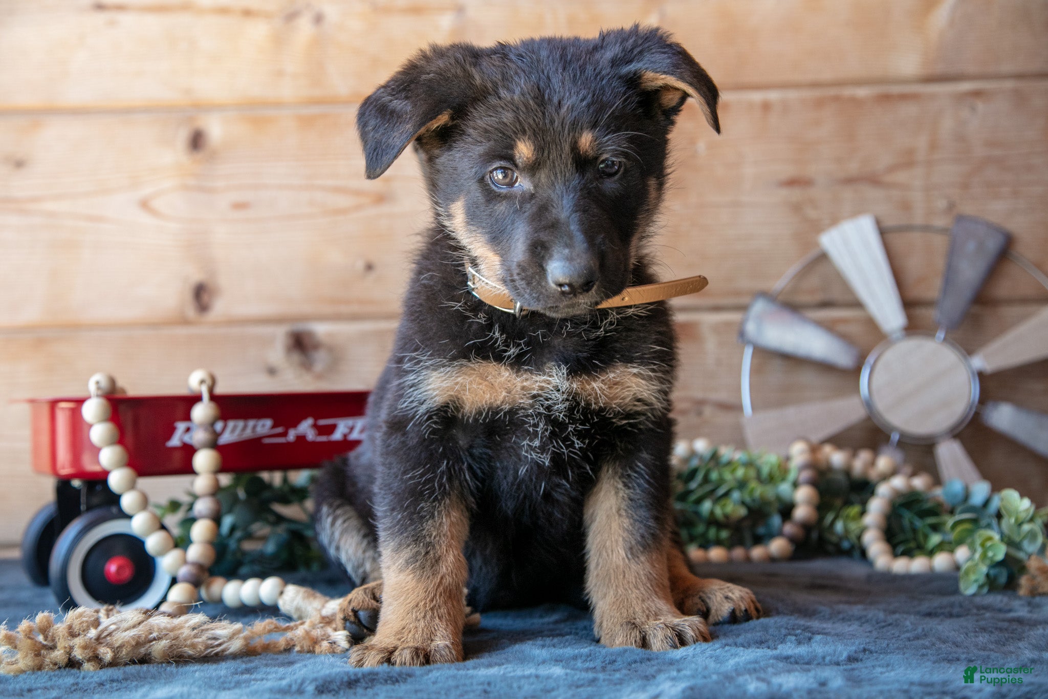 German Shepherd dogs for sale: Mocha - Ad 2