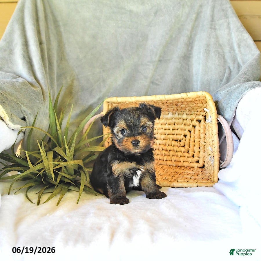 Yorkshire Terrier dogs Travis - Ad 2
