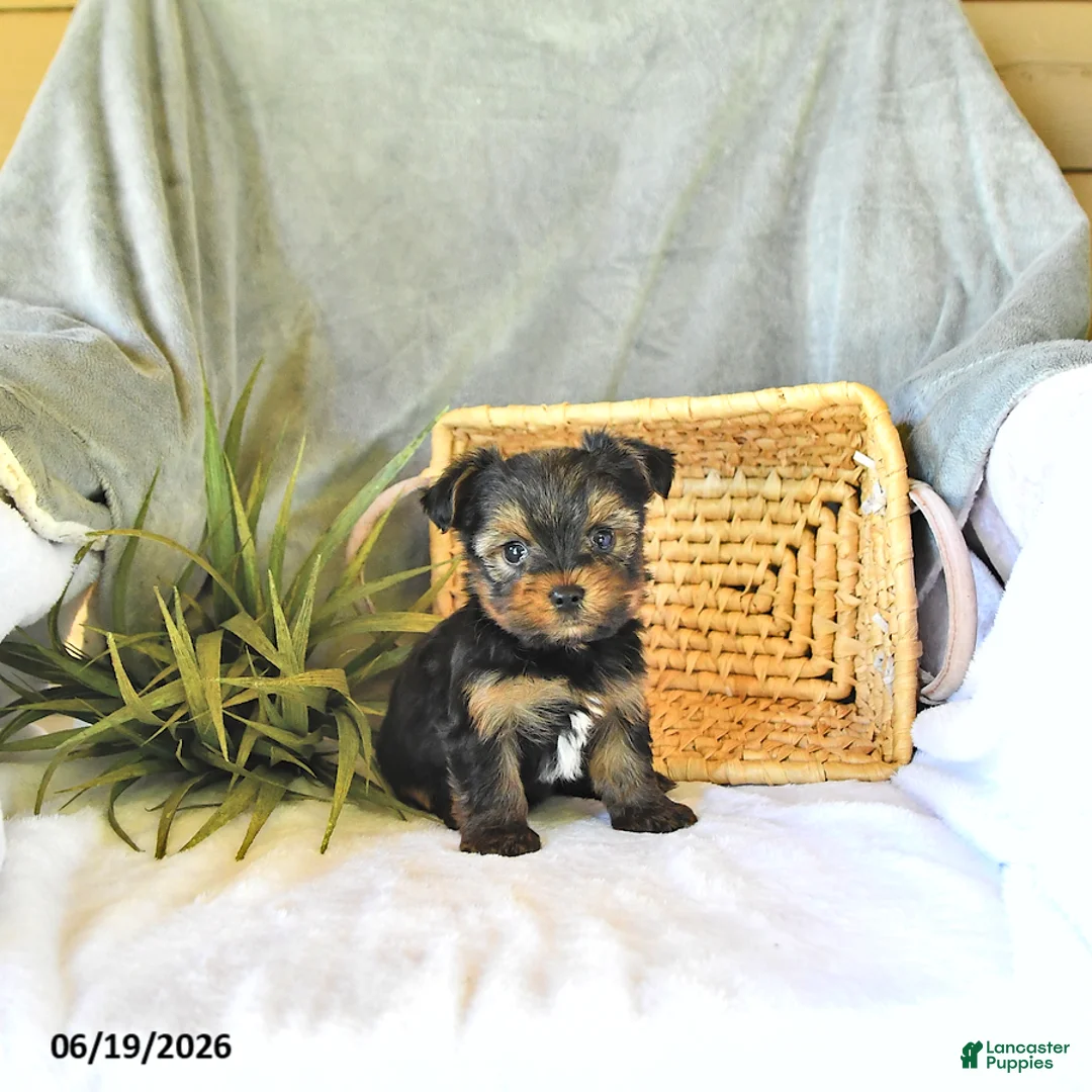 Yorkshire Terrier dogs for sale: Travis - Ad 2