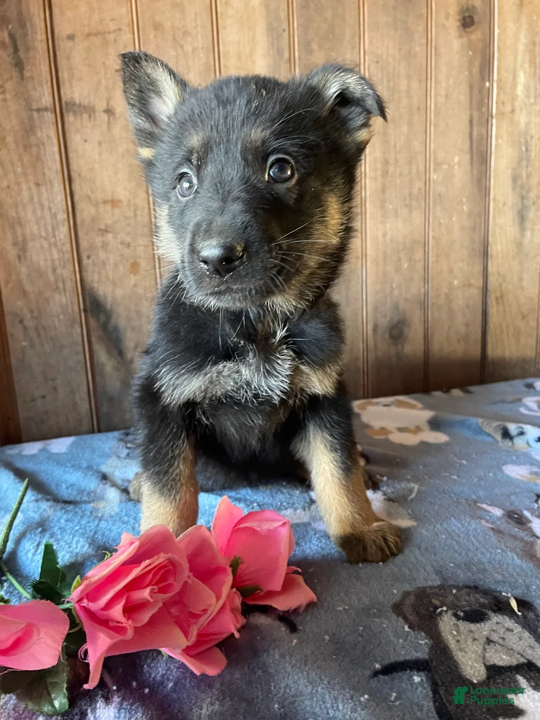 German Shepherd dogs for sale: Lincoln - Ad 3
