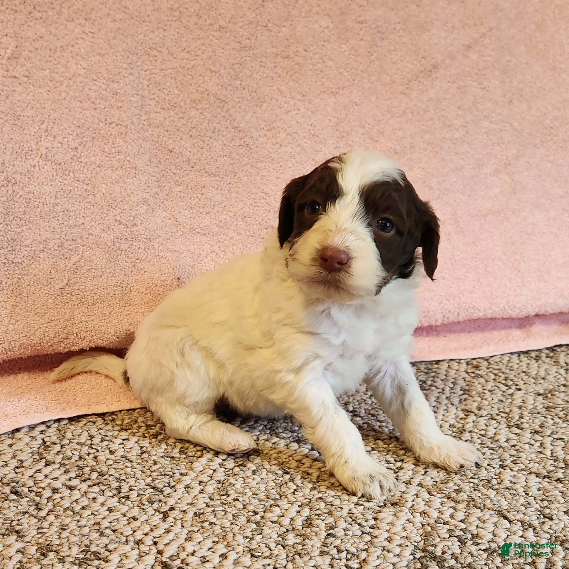 Portuguese Water Dog dogs Misty - Ad 30