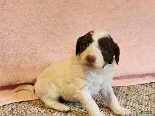 Portuguese Water Dog dogs Misty - Ad 30