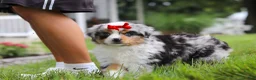 Miniature Australian Shepherd dogs for sale: Bonnie - Ad 7