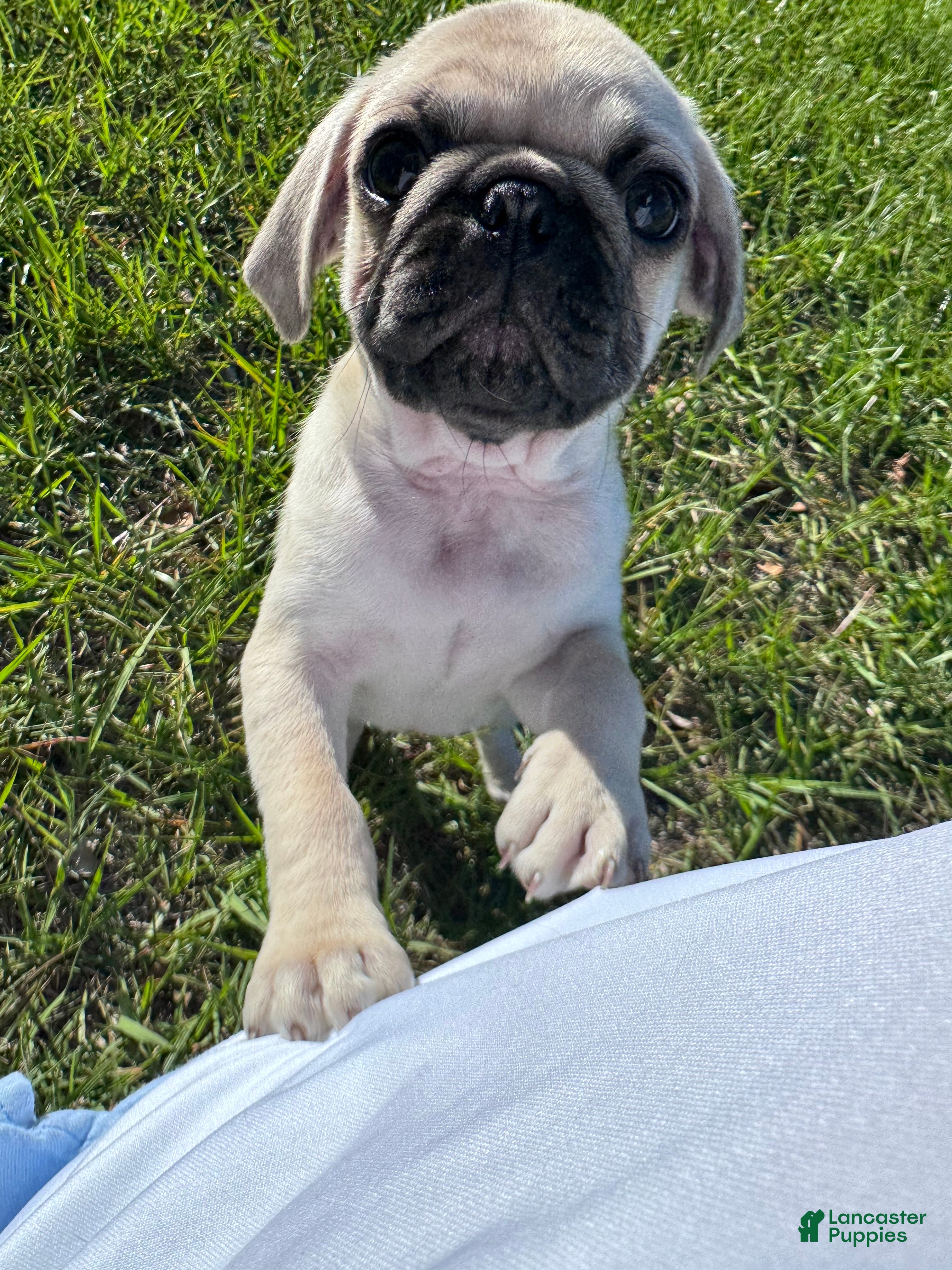 Pug dogs Junior - Ad 16