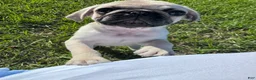 Pug dogs for sale: Junior - Ad 1