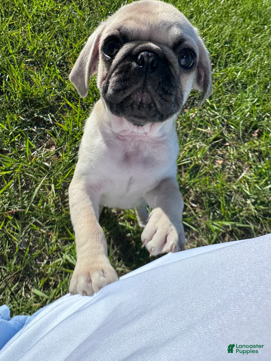 Pug dogs for sale: Junior - Ad 1