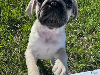 Pug dogs Junior - Ad 12