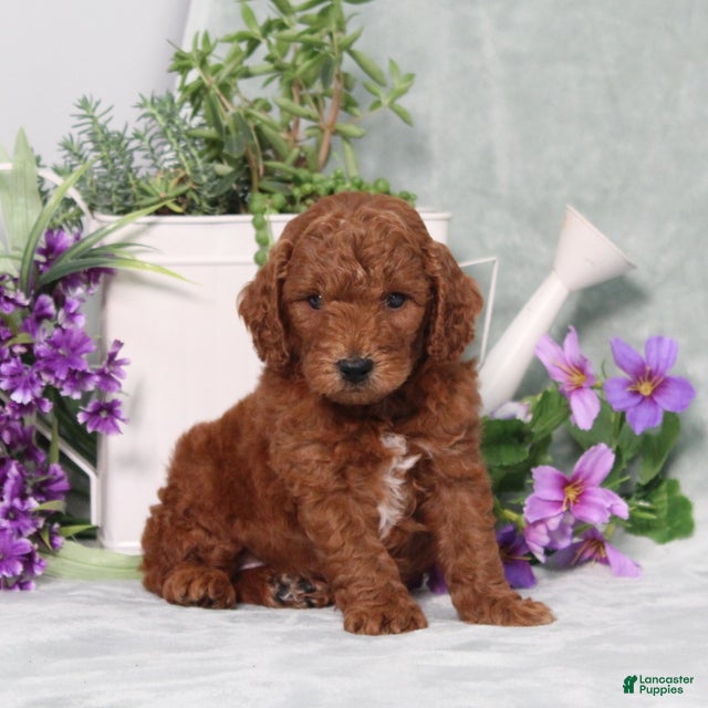 Miniature Poodle dogs Quintin - Ad 2