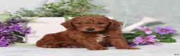 Miniature Poodle dogs for sale: Quintin - Ad 2