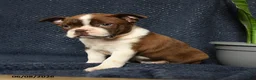 Boston Terrier dogs for sale: Falcon - Ad 2