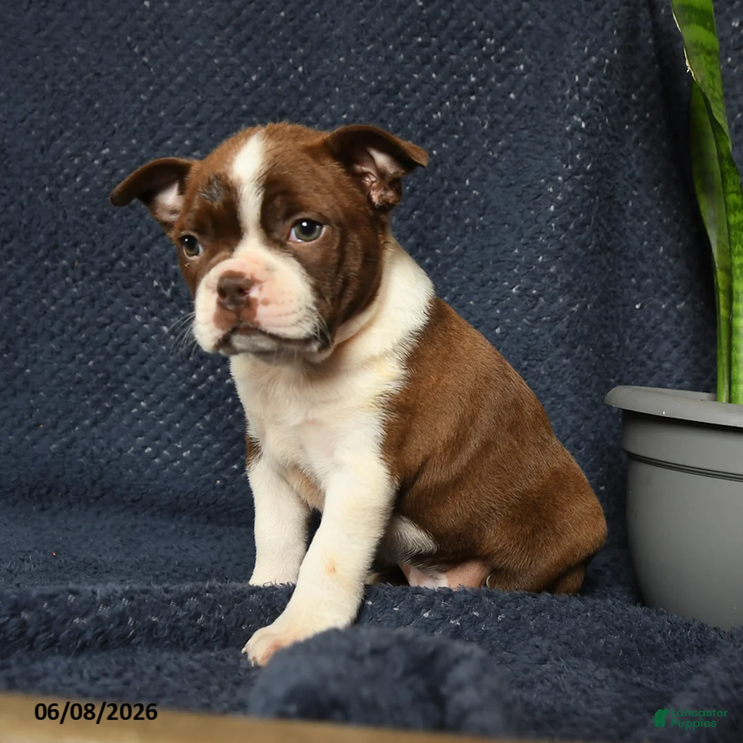 Boston Terrier dogs for sale: Falcon - Ad 2