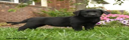 Labrador Retriever dogs for sale: Daisy - Ad 4