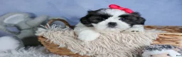 Shih Tzu dogs for sale: HONEY - Ad 8
