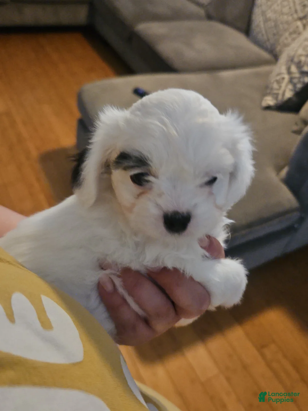 Mixed Breed dogs for sale: N/A - Ad 2