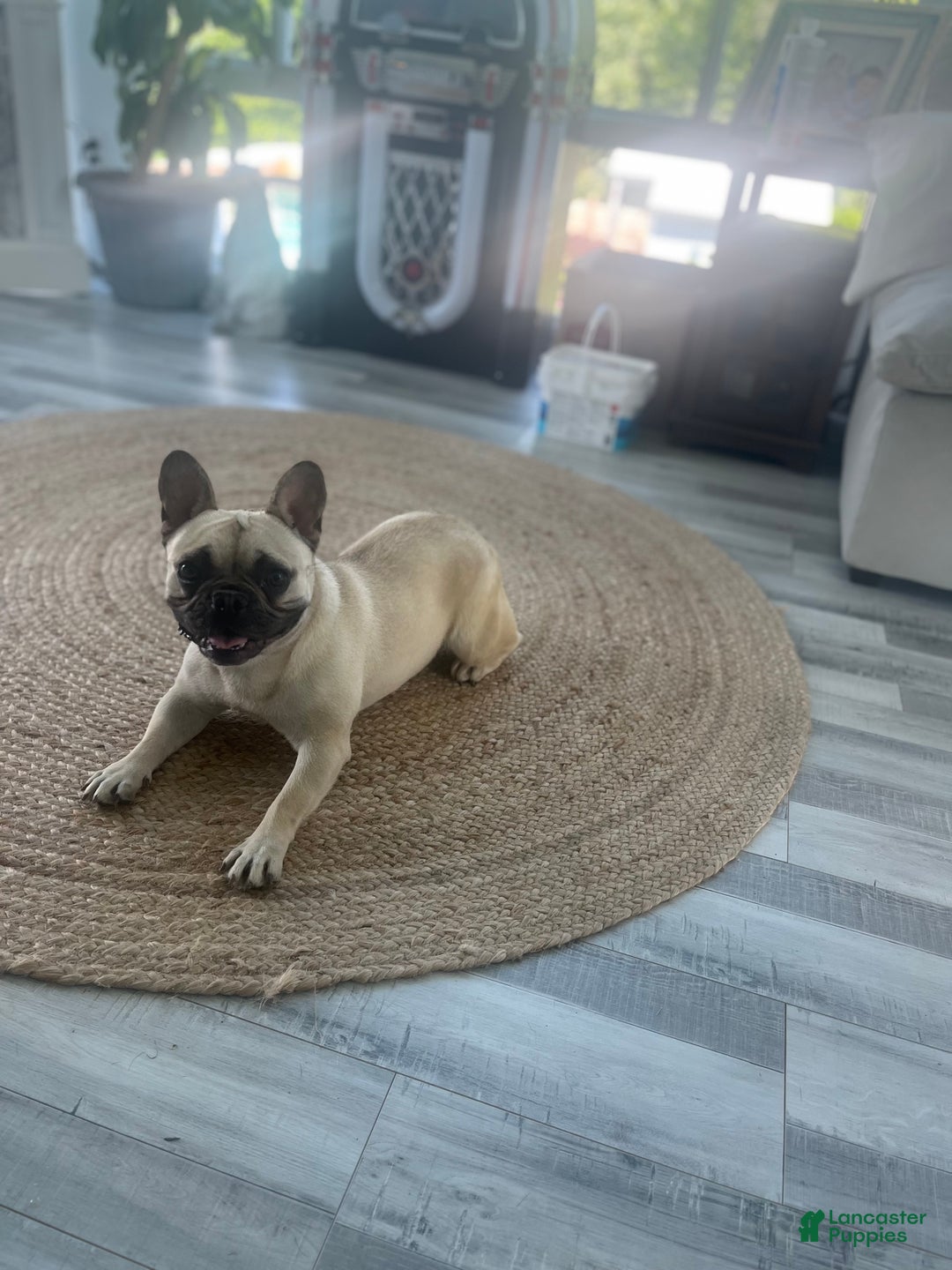 French Bulldog dogs for sale: French Bulldog Puppy 7 - Ad 4