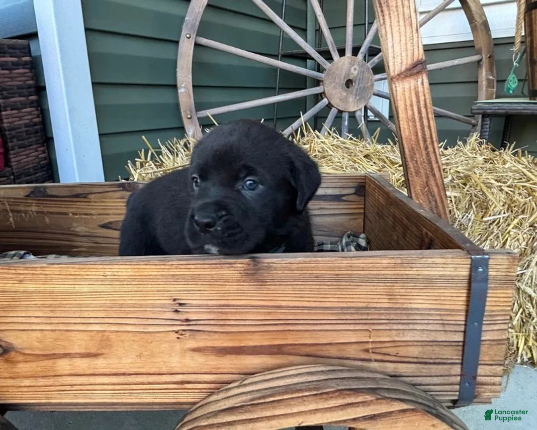 Mixed Breed dogs for sale: Dark Green - Ad 1