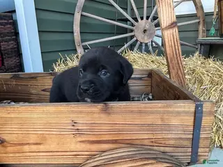 Mixed Breed dogs Dark Green - Ad 29