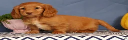 Miniature Dachshund dogs for sale: Johnny - Ad 4