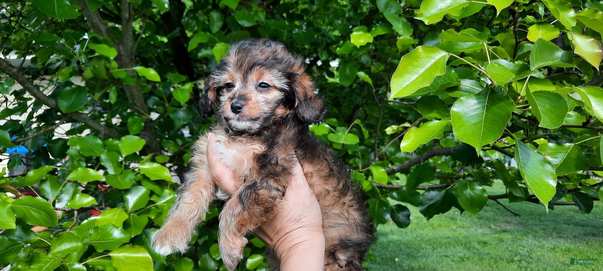 Cavapoo dogs for sale: Cavapoo Puppy 2 - Ad 2