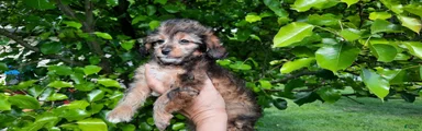 Cavapoo Puppy 2