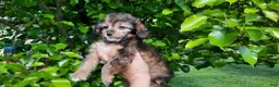 Cavapoo dogs for sale: Cavapoo Puppy 2 - Ad 1