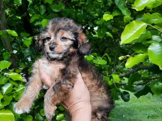 Cavapoo dogs for sale: Cavapoo Puppy 2 - Ad 2