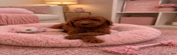 Standard Poodle dogs for sale:  Paisley  - Ad 2