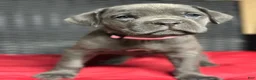Cane Corso dogs for sale: Rita - Ad 4