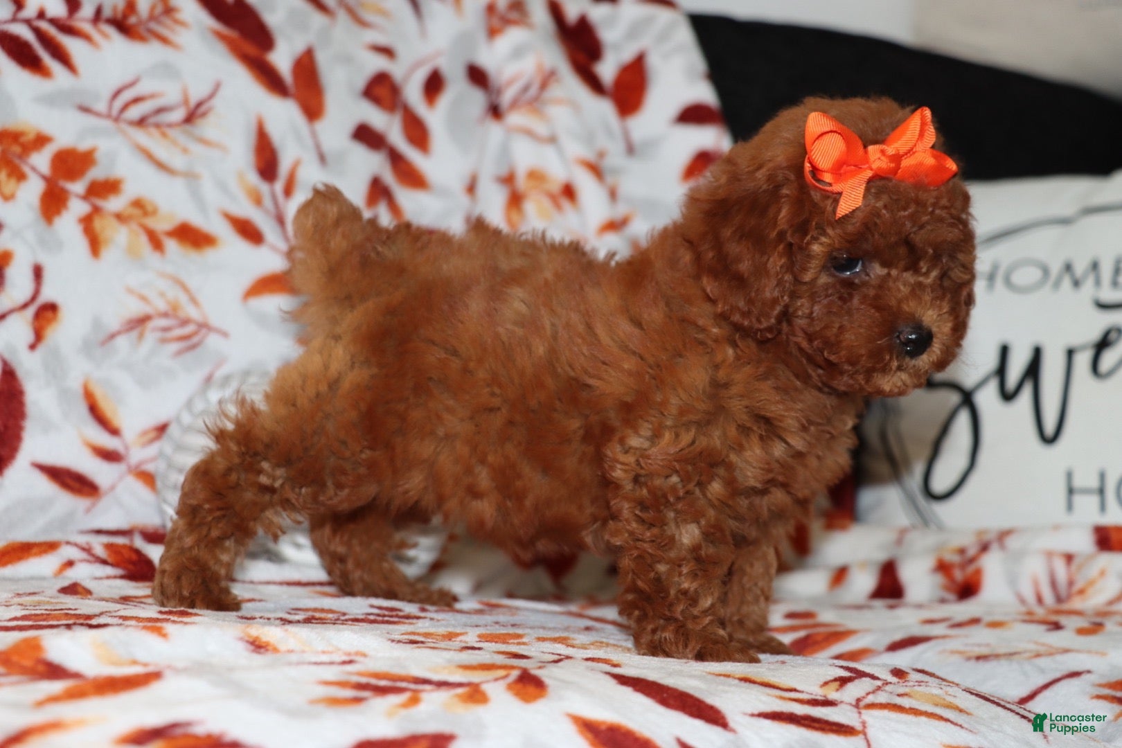 Toy Poodle dogs Poppy  - Ad 2