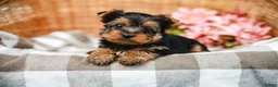 Yorkshire Terrier dogs for sale: Monty - Ad 1